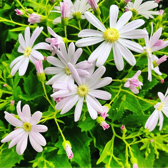 Meet your Posher, Pm - Picture 2 of 3